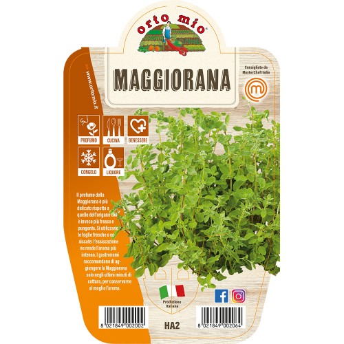 Pianta aromatica Maggiorana V14 Orto Mio