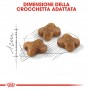Crocchette per cani Royal Canin kitten feline gattini 400 g