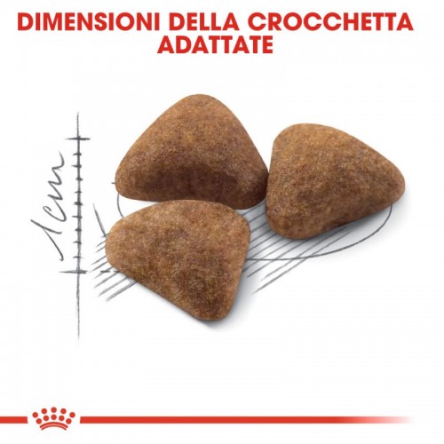 Crocchette per gatti Royal canin indoor 27 400 g