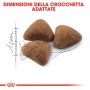 Crocchette per gatti Royal canin indoor 27 400 g