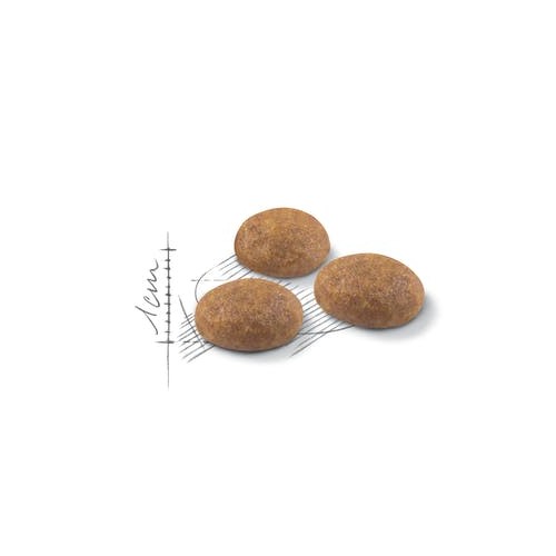 Crocchette per cani Royal Canin feline outdoor 400 g