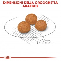 Crocchette per cani Royal Canin x small adult 500 g Crocchette per cani Royal Canin x small adult 500 g