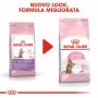 Crocchette per gatti Royal Canin Kitten Sterilised 400 g