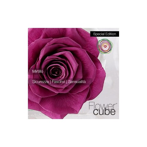 Rosa vera stabilizzata FlowerCube cubo 8x8 cm