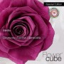 Rosa vera stabilizzata FlowerCube cubo 8x8 cm