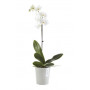 Vaso da tavolo in plastica riciclata Ecopots Morinda