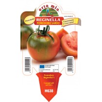 Pianta pomodoro sardo V10 Orto Mio varietà Reginella