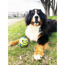 Giochi per cani Doggies Ball Palla sonora Giochi per cani Doggies Ball Palla sonora