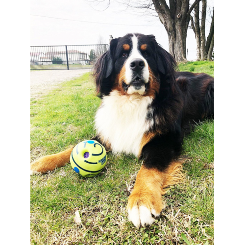 Giochi per cani Doggies Ball Palla sonora