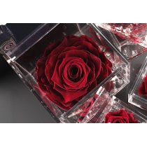 Rosa stabilizzata FlowerCube cubo 8x8 cm Rosa stabilizzata FlowerCube cubo 8x8 cm