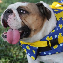 Salvagente per cani Moby Duck Croci