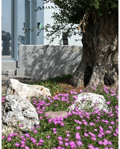 Rock bait station Inverde