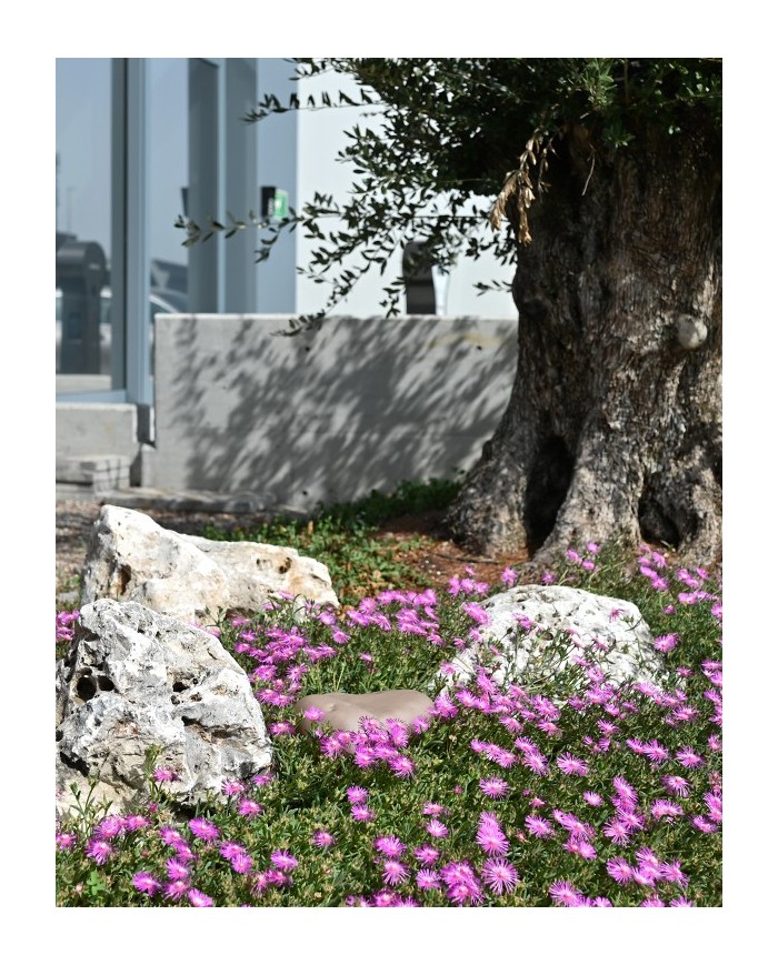 Rock bait station Inverde