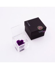 Rosa stabilizzata FlowerCube cubo 6x6 cm