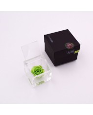 Rosa stabilizzata FlowerCube cubo 6x6 cm