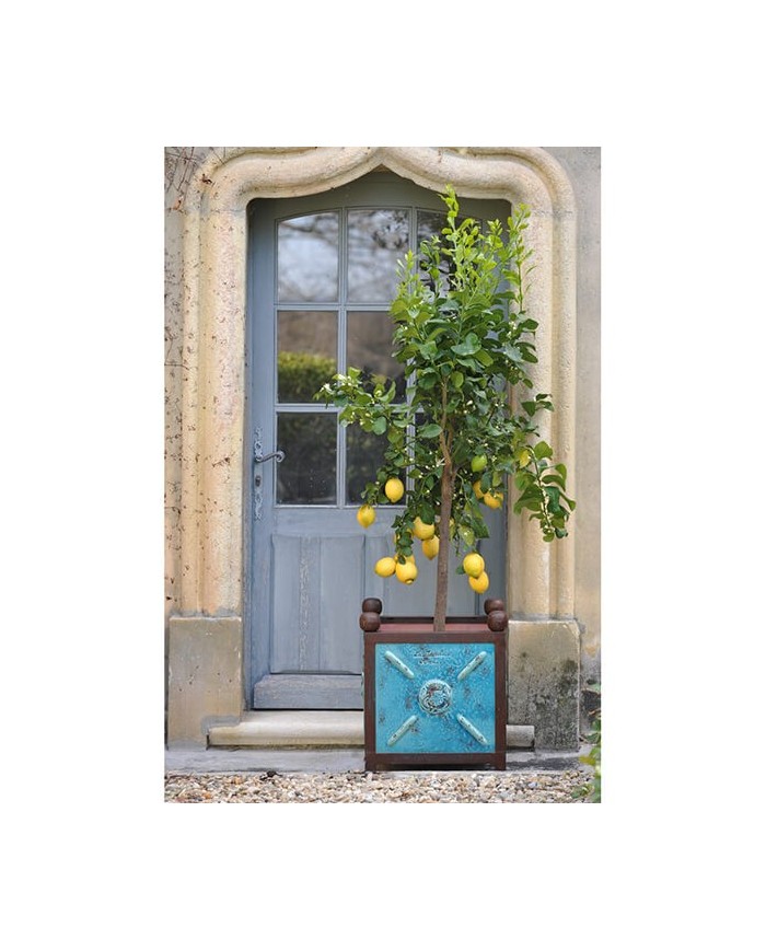 Vaso Moderno Bac a' Oranger Pm Blue Paolelli