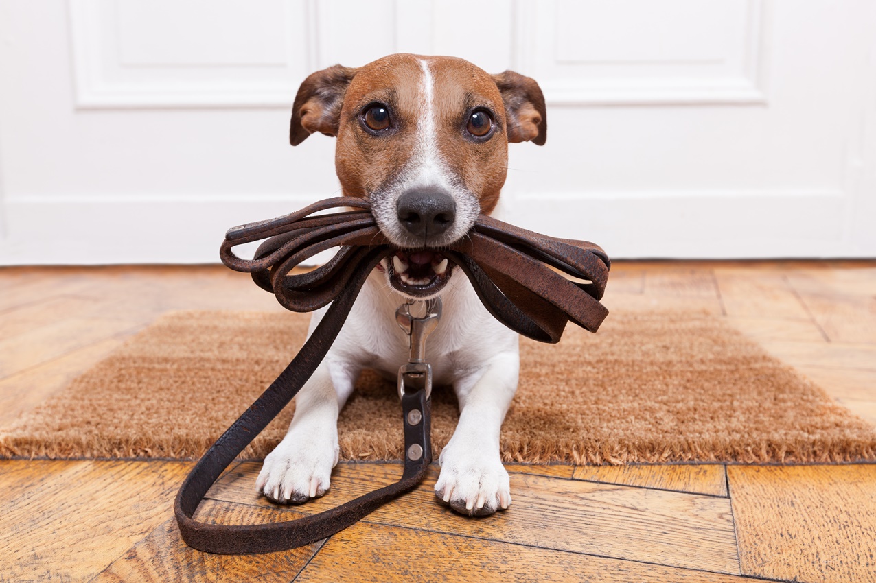 Miglior guinzaglio per cani che tirano