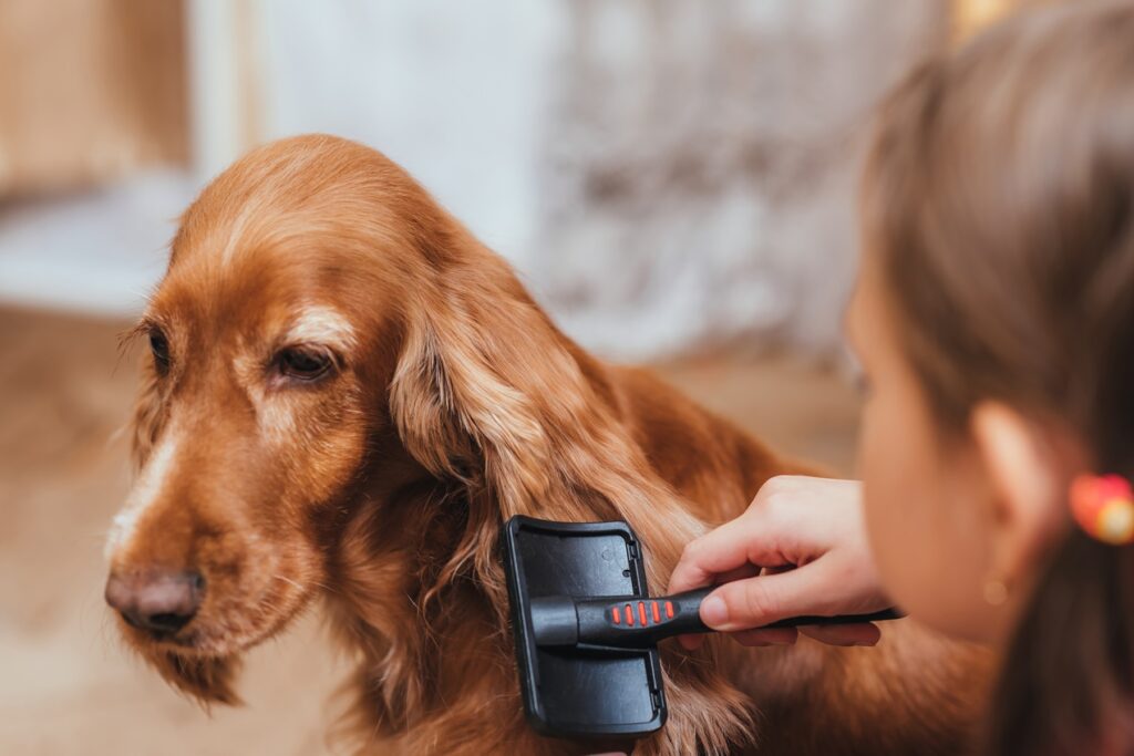 Come spazzolare il cane