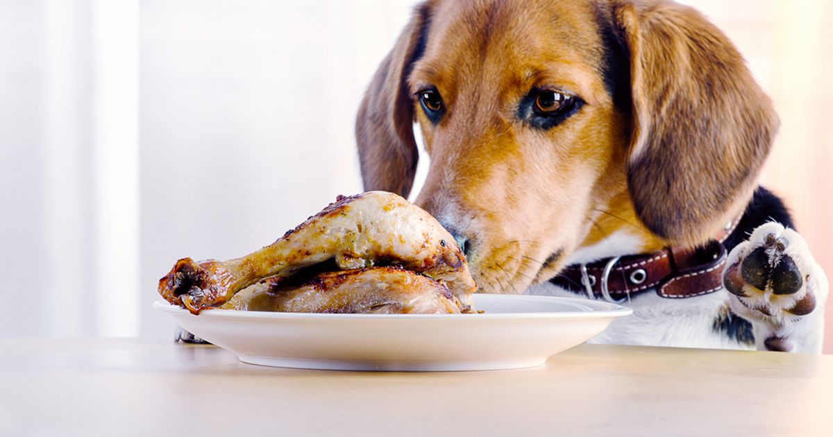 Perché il cane ha sempre fame