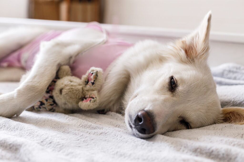Heywean Tuta per il recupero post-operatorio del cane, per castrazione e sterilizzazione femminile e maschio